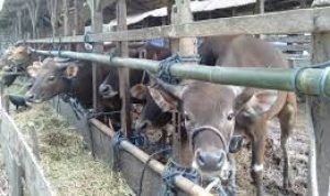 Distan Baubau Akan Periksa Hewan Kurban Didelapan Kecamatan