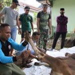 Idul Adha 1442 H, Kodim 1413 Buton Bagi Hewan Kurban