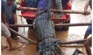 Warga Bombana Menangkap Buaya Ukuran Besar