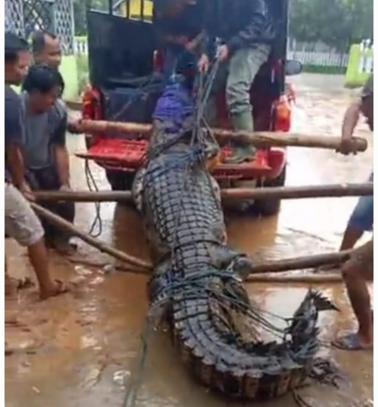 Warga Bombana Menangkap Buaya Ukuran Besar