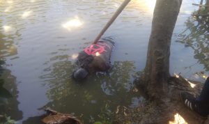 Mayat Tenggelam Mengapung di Kali Pesiut, Jadi Perhatian Warga Desa Karangpatri