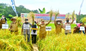 Hari Pangan Sedunia, Bupati Musi Rawas Lakukan Panen Raya Padi