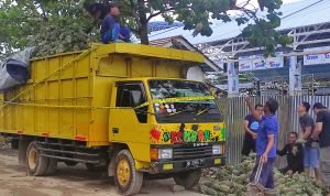 Dua Truk Diamankan, Seludupkan Timah di Tumpukan Buah Nanas