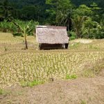 Penambangan PT. Cemindo Diduga Rusak Mata Air, Petani Terancam Puso