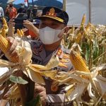 Untuk Kedua Kali, Kapolres Minahasa bersama Jajaran Panen Jagung di Kakas