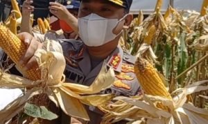 Untuk Kedua Kali, Kapolres Minahasa bersama Jajaran Panen Jagung di Kakas