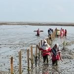 AMPHIBI Hadirkan Solusi Penanaman Mangrove di Lokasi Pasang Surut dengan Hantaman Ombak