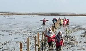 AMPHIBI Hadirkan Solusi Penanaman Mangrove di Lokasi Pasang Surut dengan Hantaman Ombak
