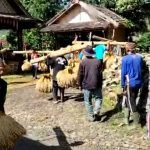 Desa Sindanglaya  Laksanakan Budaya  Ngarengkong