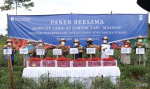 Wali kota Maulan Aklil Bersama Petani Panen Cabai