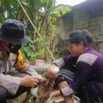 Upaya Antisipasi PMK Dinas Peternakan Bersama Kapolres Lakukan Penyuntikan Hewan