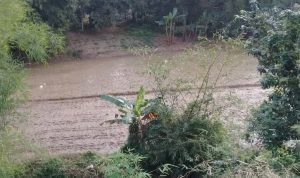 Akibat Banjir, PT IGL Bantah Gagal Panen Padi di Desa Cileles