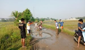 Protes Jalan Tak Kunjung Diperbaiki, Warga Tanam Pohon Pisang