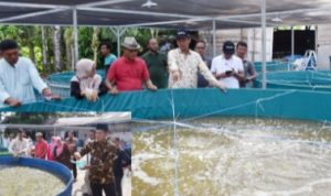 Walikota Pariaman Tinjau Kampung Perikanan Budidaya Lele di Desa Cubadak Air