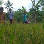 Tradisi Sedekah Bumi Upaya Menjaga Kearifan Lokal Masyarakat Kalisoko