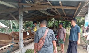 Antisipasi Penyebaran PMK Polsek Tabanan Awasi RPH