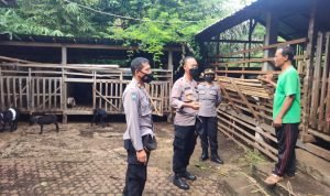 Polres Klungkung Monitoring Peternak Sapi dan Kambing Cegah PMK