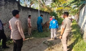Satgas Operasi Amanusa II Giat Pendampingan Pengobatan Hewan Ternak antisipasi penyakit PMK