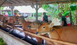 Kodim 1619/ Tabanan dan Satgas PMK Semprotkan Desinfektan 