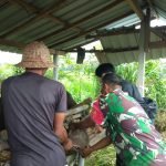 Satgas PMK Vaksin 132 Ekor Sapi Di Desa Belega