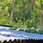 Buat Resah! kawanan Monyet Serbu Permukiman Warga dan Rusak Lahan Pertanian