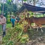 200 Ekor Sapi Milik Peternak di Vaksinasi Untuk Cegah PMK