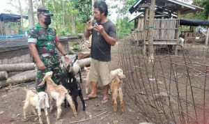 Babinsa Kodim 1616/Gianyar Secara Rutin Pantau Langsung ke Lapangan Terkait PMK