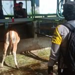 Bhabinkamtibmas Kesiman Pantau Vaksin PMK yang Ke-2