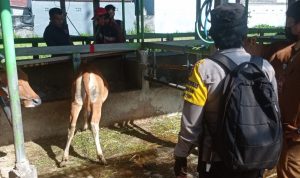 Bhabinkamtibmas Kesiman Pantau Vaksin PMK yang Ke-2