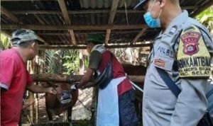 Bhabinkamtibmas Pantau vaksinasi 200 Ekor Sapi di Kecamatan Selat