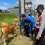 Puluhan Ternak Sapi di Pemogan Dapat Vaksin Dosis Ke-2