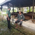 Babinsa Kodim 1616/Gianyar Pantau Langsung ke Peternak Sapi Untuk Pastikan PMK Aman