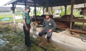 Babinsa Kodim 1616/Gianyar Pantau Langsung ke Peternak Sapi Untuk Pastikan PMK Aman