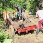 Satgas TMMD ke-114 Kodim/Palu, Manfaatkan Gerobak Sapi, Angkut Material Bangunan ke Lokasi