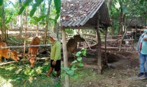 Bhabinkamtibmas Desa Seraya Sosialisasi Pencegahan PMK