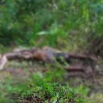 Heboh….Mayat Membusuk Tanpa Identitas Ditemukan oleh Warga