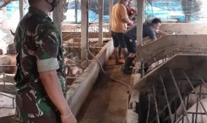 Babinsa 1616-07/Payangan Pantau Pelaksanakan Vaksin Bersama Satgas PMK