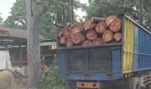 Pemangkasan Pohon di Cipondoh Diduga Salahi Aturan