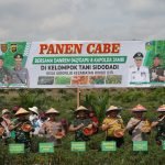 Danrem 042/Gapu dan Kapolda Jambi Panen Cabai Bareng Unsur Forkopimda Tebo