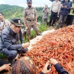 Taufik Nurhidayat Ketua DPRD Cilacap Tinjau Panen Raya Cabai