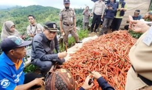 Taufik Nurhidayat Ketua DPRD Cilacap Tinjau Panen Raya Cabai