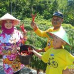 Teti Rohatiningsih Tanam Cabai Gunakan Pupuk Organik Athaya Penen Memuaskan