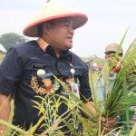 Panen Raya Padi Varietas Baru, Bupati Blora Berikan Apresiasi Kepada Petani Desa Nglandeyan Kedungtuban