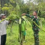 Kebun Buah Naga Milik Warga Tidak Berbuah, Anggota Satgas Yonif 143/TWEJ Hadir Berikan Solusi