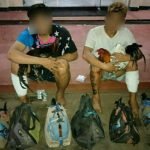 Tim Opsnal Polres Minut, Ringkus 2 Pelaku Spesialis Pencuri Ayam