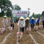 Bupati Bungo Tanam Perdana Jagung Hibrida di Dusun Mangun Jayo