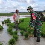 Prajurit Kodim 0403/OKU Berlumpur, Turut Bantu Dampingi Petani Padi