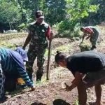 Tingkatkan Ketahanan Pangan, Koramil 1512-03/Gebe Manfaatkan Lahan Tidur Sebagai Lahan Produktif