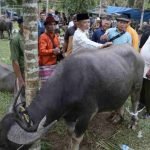 Bupati Merangin H Mashuri Serahkan Kerbau untuk Bantai Adat