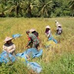 Dukung Ketahanan Pangan, Prajurit Kodim 0409/RL Bantu Warga Panen Padi